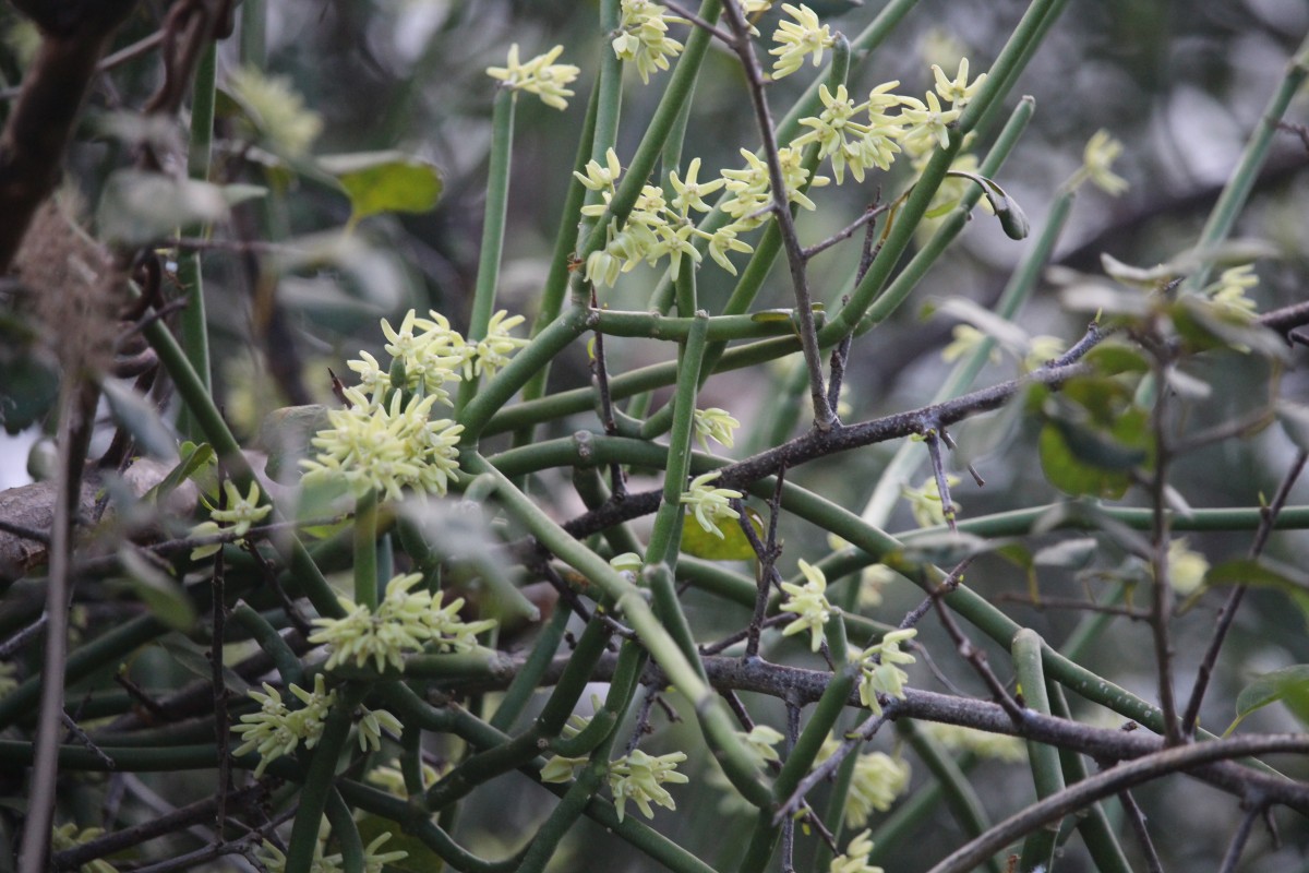 Cynanchum viminale (L.) L.